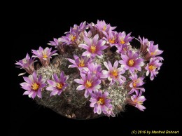 Mammillaria insularis 1179